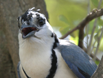 White-throated Magpie-Jay    Calocitta formosa